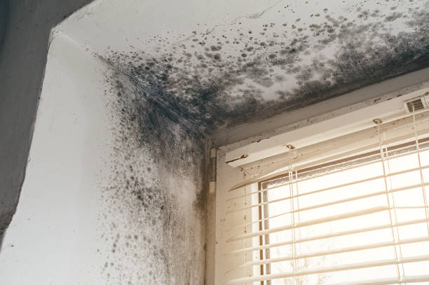 Affordable Mold Removal solutions in Pittsboro, NC
